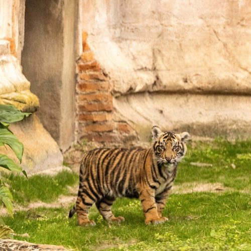 Bakso the Tiger Makes His Debut at Disney’s Animal Kingdom